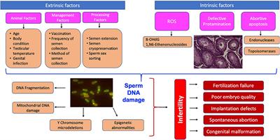 Best of Sperm quality factors XXX photo Femdom drawings ward